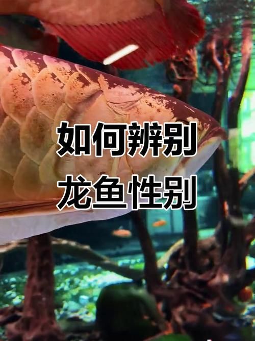 祥龍龍魚公母哪個更有價值？，祥龍龍魚公母哪個更有價值