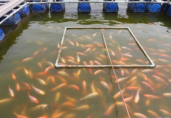 榮昌區有沒有觀賞魚養殖基地 榮昌區有沒有觀賞魚養殖基地 龍魚百科 第1張