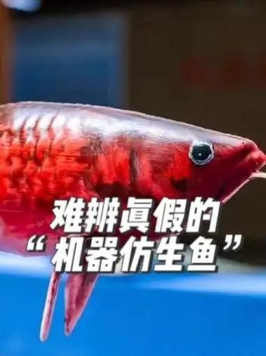 智能仿生龍魚“金鱗”有何特點，上海海洋大學團隊推出智能仿生龍魚“金鱗”“金鱗” 智能仿生龍魚“金鱗”有何特點，上海海洋大學團隊推出智能仿生龍魚“金鱗”“金鱗” 龍魚百科 第1張