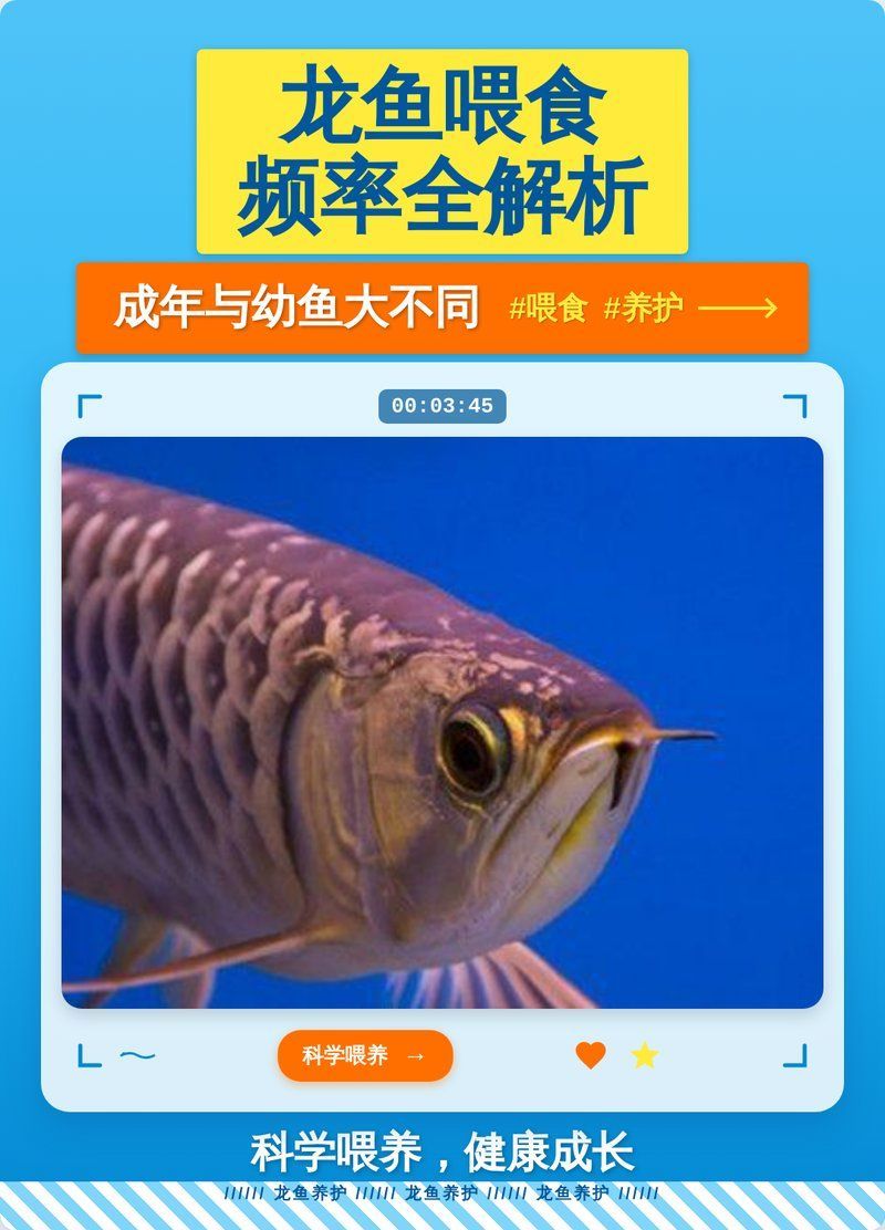 龍魚(yú)喂食頻率如何調(diào)整，龍魚(yú)喂食頻率全解析