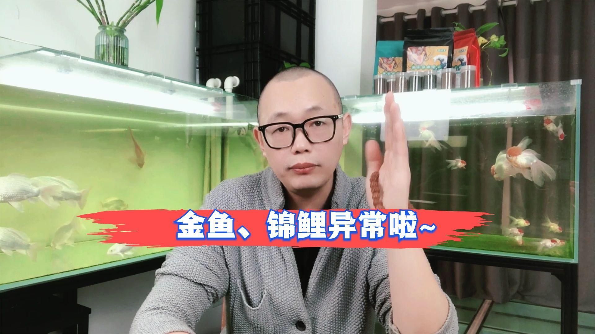 如何判斷金魚是否患病，如何判斷金魚是否患病？