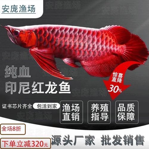 給我一些2-3cm紅龍魚苗的圖片參考，2-3cm紅龍魚苗的價格是多少？ 給我一些2-3cm紅龍魚苗的圖片參考，2-3cm紅龍魚苗的價格是多少？ 龍魚百科 第8張