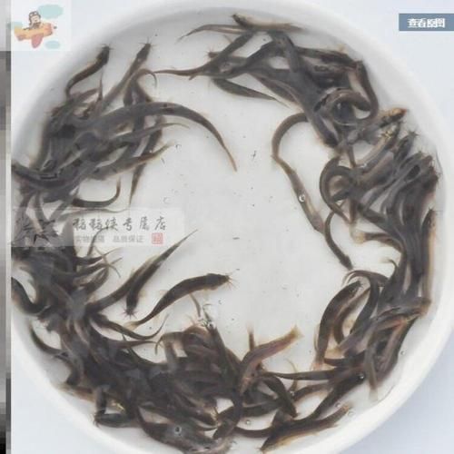 給我一些2-3cm紅龍魚苗的圖片參考，2-3cm紅龍魚苗的價格是多少？ 給我一些2-3cm紅龍魚苗的圖片參考，2-3cm紅龍魚苗的價格是多少？ 龍魚百科 第7張