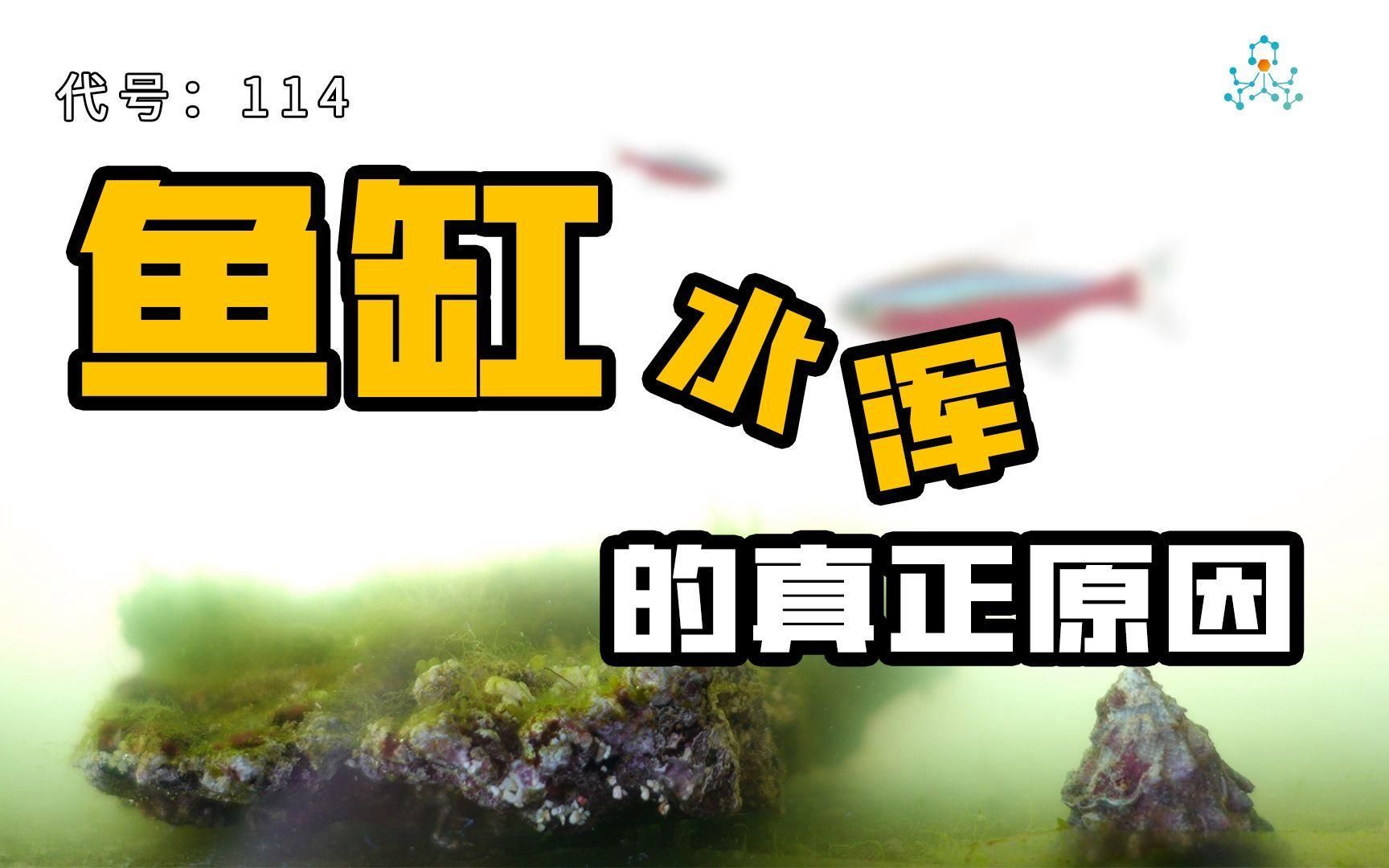 如何判斷魚缸水渾濁的類型，判斷魚缸水渾濁的類型是養魚過程中的一項重要任務 如何判斷魚缸水渾濁的類型，判斷魚缸水渾濁的類型是養魚過程中的一項重要任務 龍魚百科 第2張