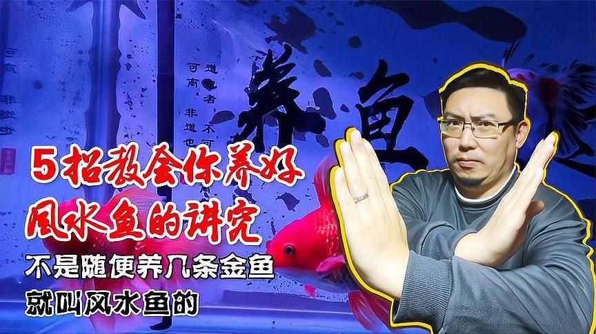 風水魚養殖有哪些禁忌，風水魚養殖的禁忌