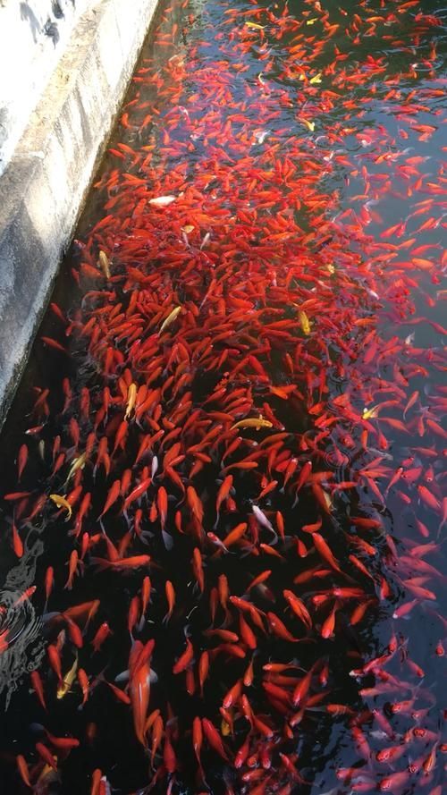 曹妃甸龍魚市場有哪些特色，曹妃甸“龍魚市場” 曹妃甸龍魚市場有哪些特色，曹妃甸“龍魚市場” 龍魚百科 第6張