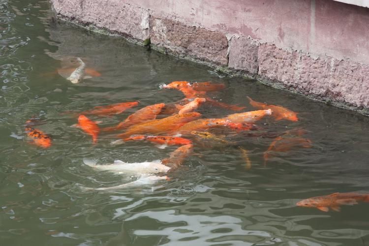 曹妃甸龍魚市場有哪些特色，曹妃甸“龍魚市場” 曹妃甸龍魚市場有哪些特色，曹妃甸“龍魚市場” 龍魚百科 第7張