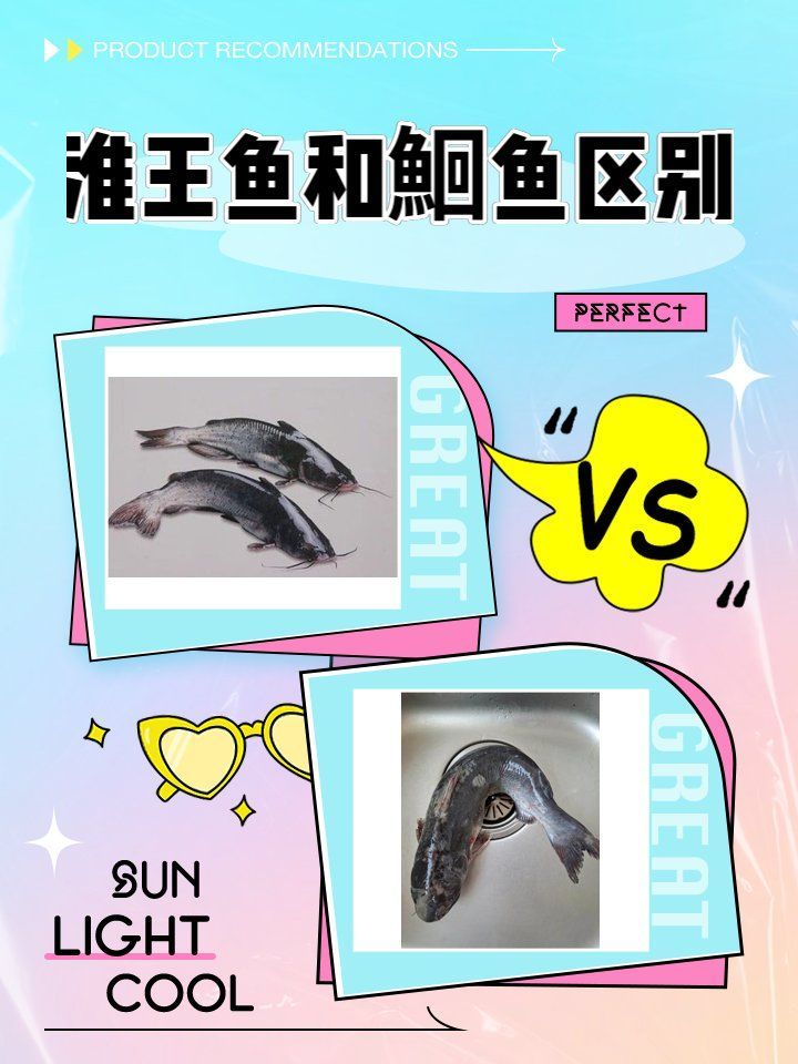 鳳臺(tái)淮王魚和龍魚哪個(gè)更有營(yíng)養(yǎng)價(jià)值，鳳臺(tái)淮王魚和龍魚哪個(gè)更有營(yíng)養(yǎng)價(jià)值鳳臺(tái)淮王魚的營(yíng)養(yǎng)價(jià)值 鳳臺(tái)淮王魚和龍魚哪個(gè)更有營(yíng)養(yǎng)價(jià)值，鳳臺(tái)淮王魚和龍魚哪個(gè)更有營(yíng)養(yǎng)價(jià)值鳳臺(tái)淮王魚的營(yíng)養(yǎng)價(jià)值 龍魚百科 第1張