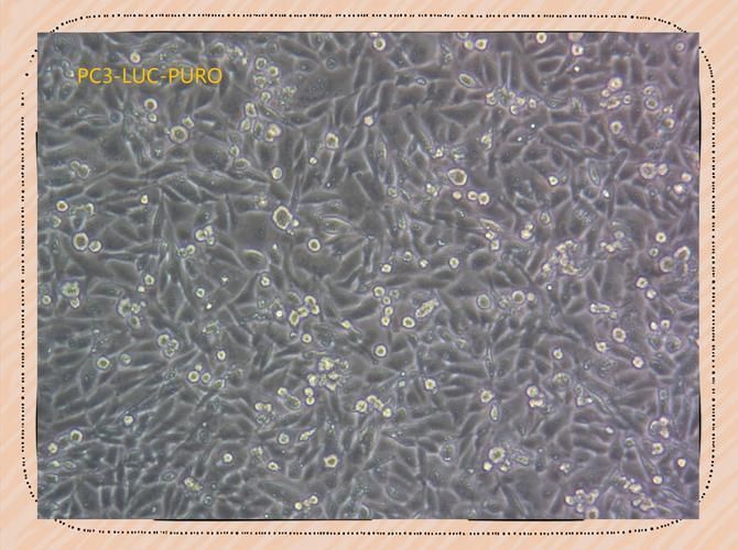 六角龍魚對哪些污染物最敏感,六角龍魚對哪些污染物最敏感調用工具arxiv論文助手 龍魚百科 第1張 六角龍魚對哪些污染物最敏感,六角龍魚對哪些污染物最敏感調用工具arxiv論文助手 六角龍魚對哪些污染物最敏感,六角龍魚對哪些污染物最敏感調用工具arxiv論文助手 龍魚百科 第1張