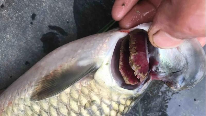 能給出更多預(yù)防魚(yú)鰓蓋爛的措施嗎，如何預(yù)防魚(yú)鰓蓋爛 能給出更多預(yù)防魚(yú)鰓蓋爛的措施嗎，如何預(yù)防魚(yú)鰓蓋爛 龍魚(yú)百科 第2張