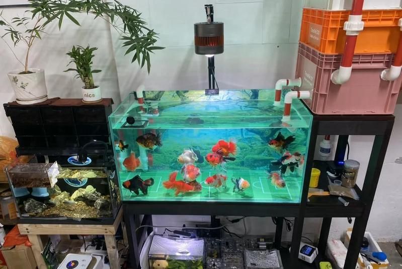 魚鰭充血如何快速治療，魚鰭充血如何快速治療,魚鰭充血是觀賞魚常見的癥狀之一