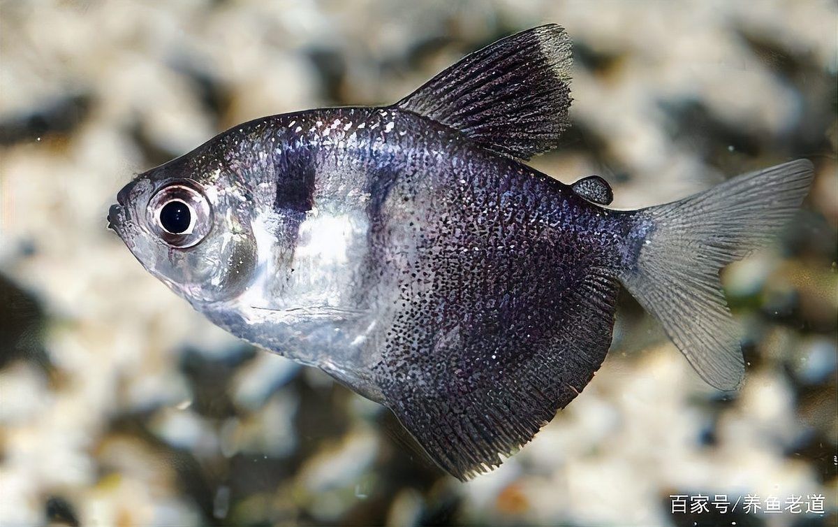 如何判斷龍魚魚鱗發白的原因？，如何判斷“龍魚鱗片發白的信息”