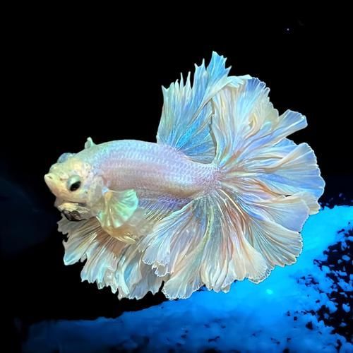 給我一些觀賞魚的高清圖片,觀賞魚的高清圖片欣賞 龍魚百科 第5張 給我一些觀賞魚的高清圖片,觀賞魚的高清圖片欣賞 給我一些觀賞魚的高清圖片,觀賞魚的高清圖片欣賞 龍魚百科 第5張