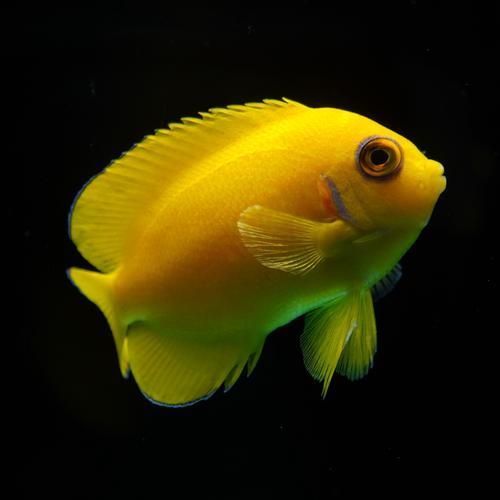 給我一些觀賞魚的高清圖片，觀賞魚的高清圖片欣賞 給我一些觀賞魚的高清圖片，觀賞魚的高清圖片欣賞 龍魚百科 第20張