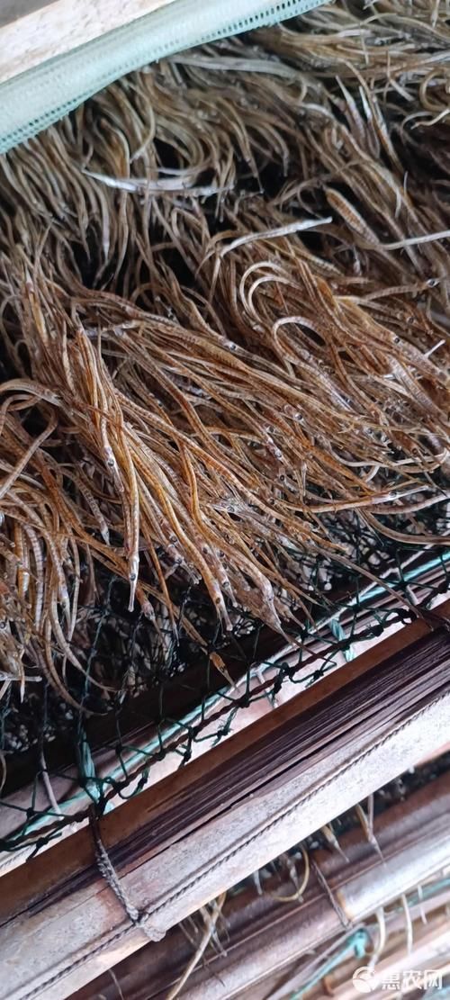 有哪些品牌推薦高質量的海龍魚干 龍魚百科 第3張 有哪些品牌推薦高質量的海龍魚干 有哪些品牌推薦高質量的海龍魚干 龍魚百科 第3張