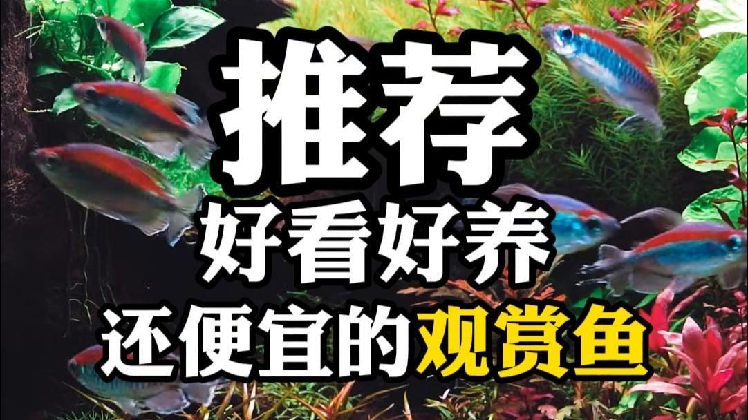能再推薦幾種好看又好養(yǎng)的魚嗎，養(yǎng)魚新手養(yǎng)魚新手養(yǎng)魚新手養(yǎng)魚新手最關(guān)心的魚缸裝飾