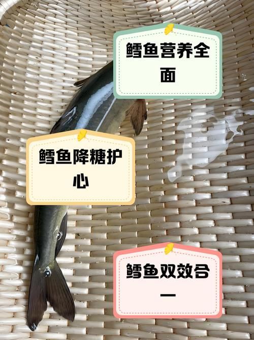 鱈魚和鱘龍魚哪個更有營養,鱈魚和鱘龍魚哪個更有營養鱈魚和鱘龍魚哪個更有營養 龍魚百科 第5張 鱈魚和鱘龍魚哪個更有營養,鱈魚和鱘龍魚哪個更有營養鱈魚和鱘龍魚哪個更有營養 鱈魚和鱘龍魚哪個更有營養,鱈魚和鱘龍魚哪個更有營養鱈魚和鱘龍魚哪個更有營養 龍魚百科 第5張