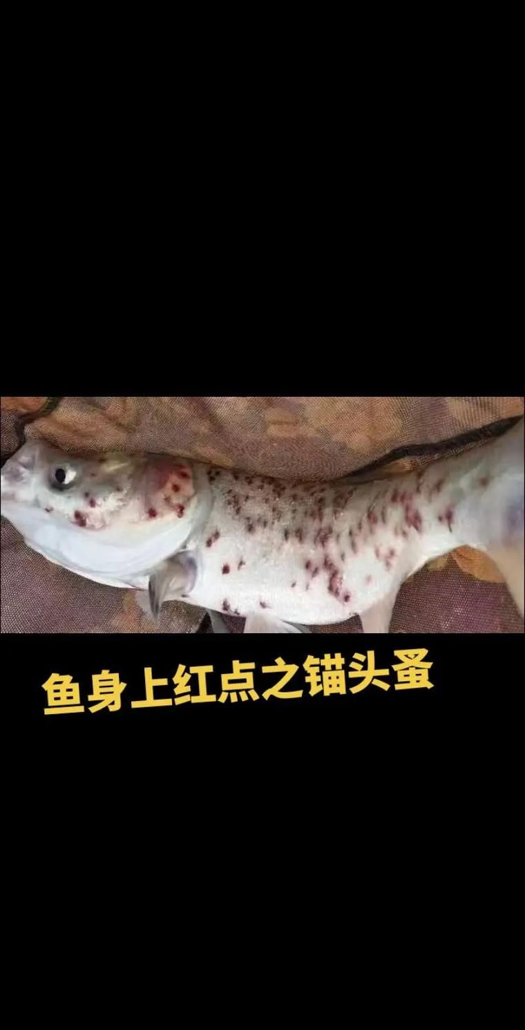 如何治療金魚寄生蟲感染，如何治療金魚寄生蟲 如何治療金魚寄生蟲感染，如何治療金魚寄生蟲 龍魚百科 第6張