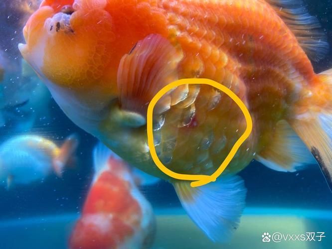 如何治療金魚寄生蟲感染，如何治療金魚寄生蟲 如何治療金魚寄生蟲感染，如何治療金魚寄生蟲 龍魚百科 第5張