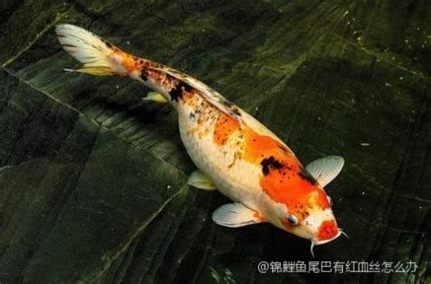 蝴蝶鯉尾巴有紅血絲怎么辦，蝴蝶鯉尾巴出現紅血絲怎么辦