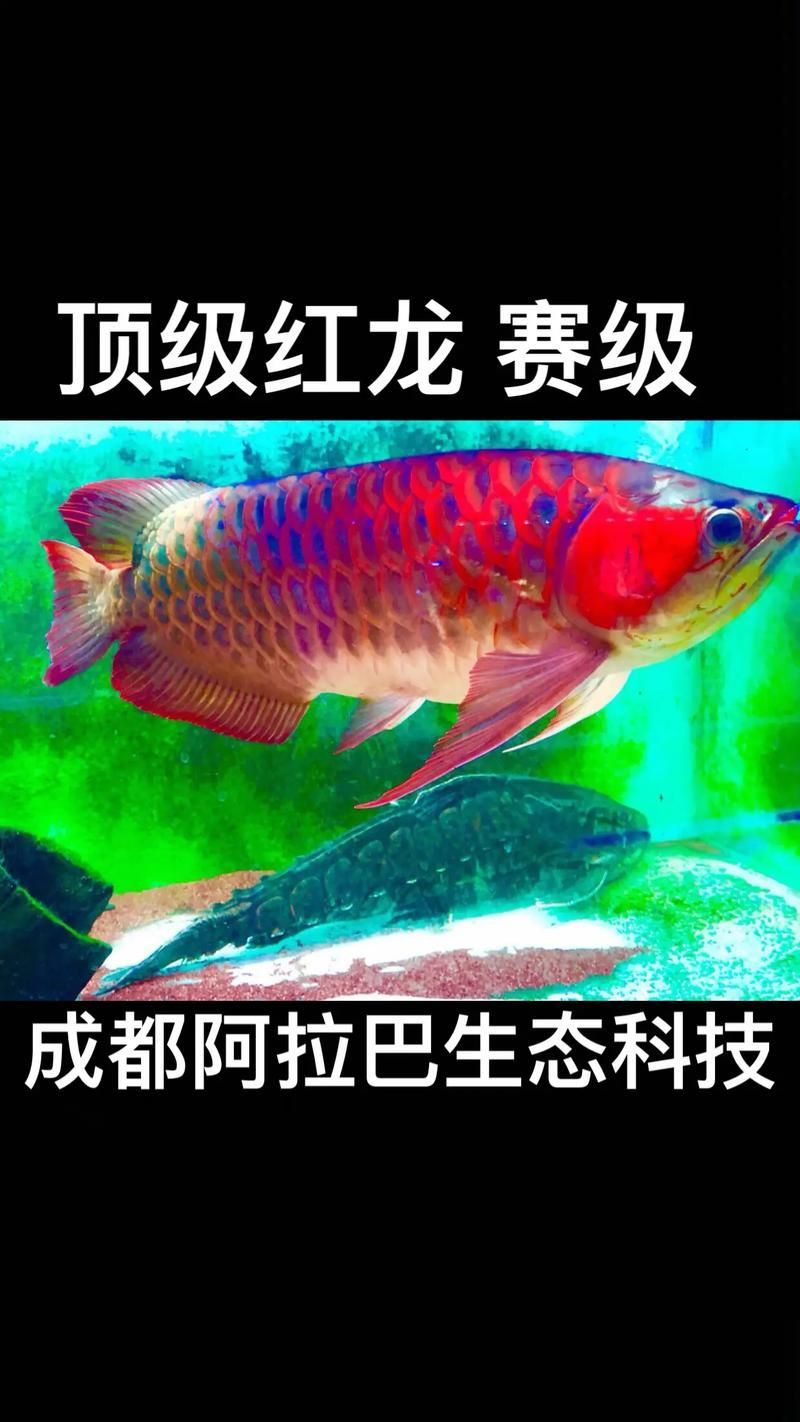 武漢紅龍魚市場有哪些知名品種？，武漢紅龍魚市場有哪些知名品牌紅龍魚品種鑒別指南