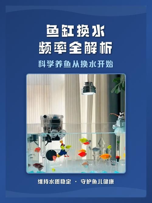 龍魚魚缸多久換一次，如何制定龍魚魚缸的換水計劃