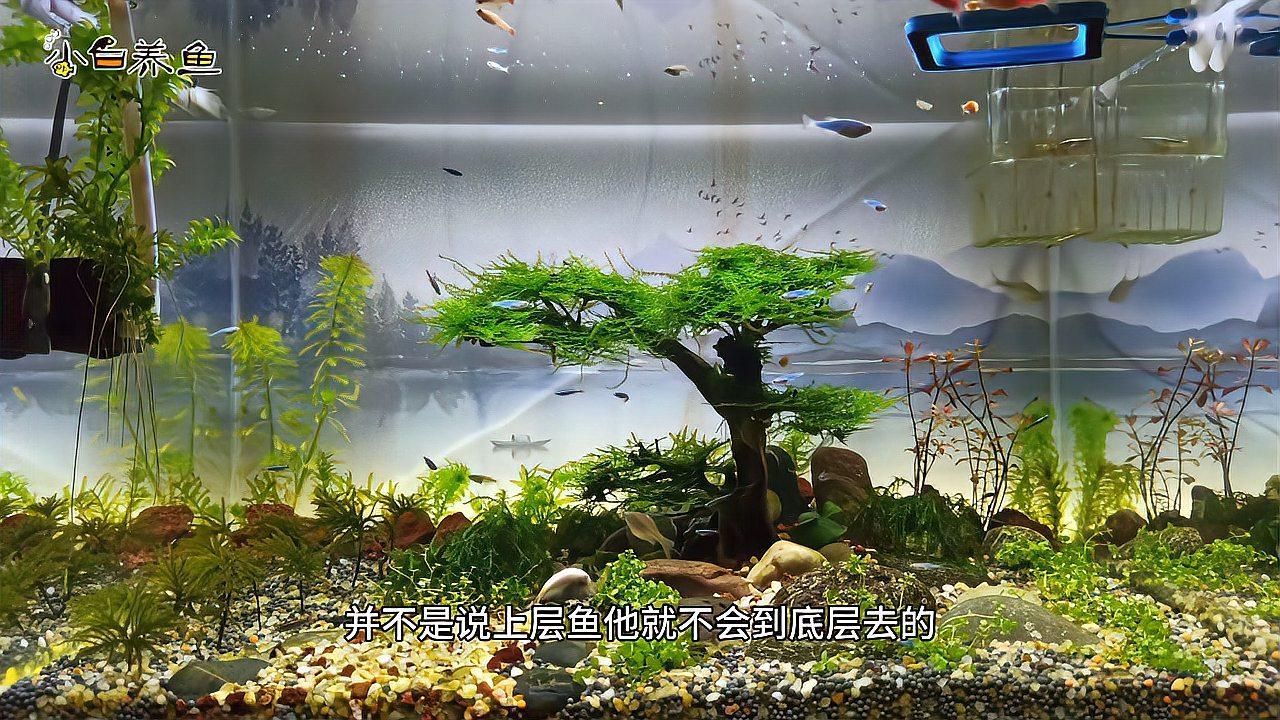 詳細閱讀:如何判斷黑鱗龍魚是否缺氧,如何判斷黑鱗龍魚缺氧 如何判斷黑鱗龍魚是否缺氧,如何判斷黑鱗龍魚缺氧