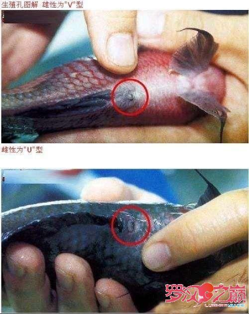 如何區分斯維尼關刀魚的雌雄？，如何區分斯維尼關刀魚（siganussutor）雌雄鑒別