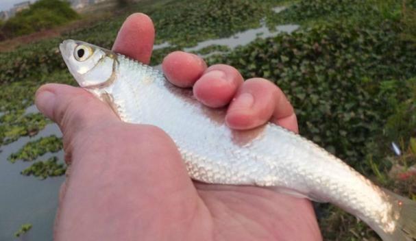 如何區(qū)分斯維尼關刀魚的雌雄？，如何區(qū)分斯維尼關刀魚（siganussutor）雌雄鑒別 如何區(qū)分斯維尼關刀魚的雌雄？，如何區(qū)分斯維尼關刀魚（siganussutor）雌雄鑒別 龍魚百科 第4張