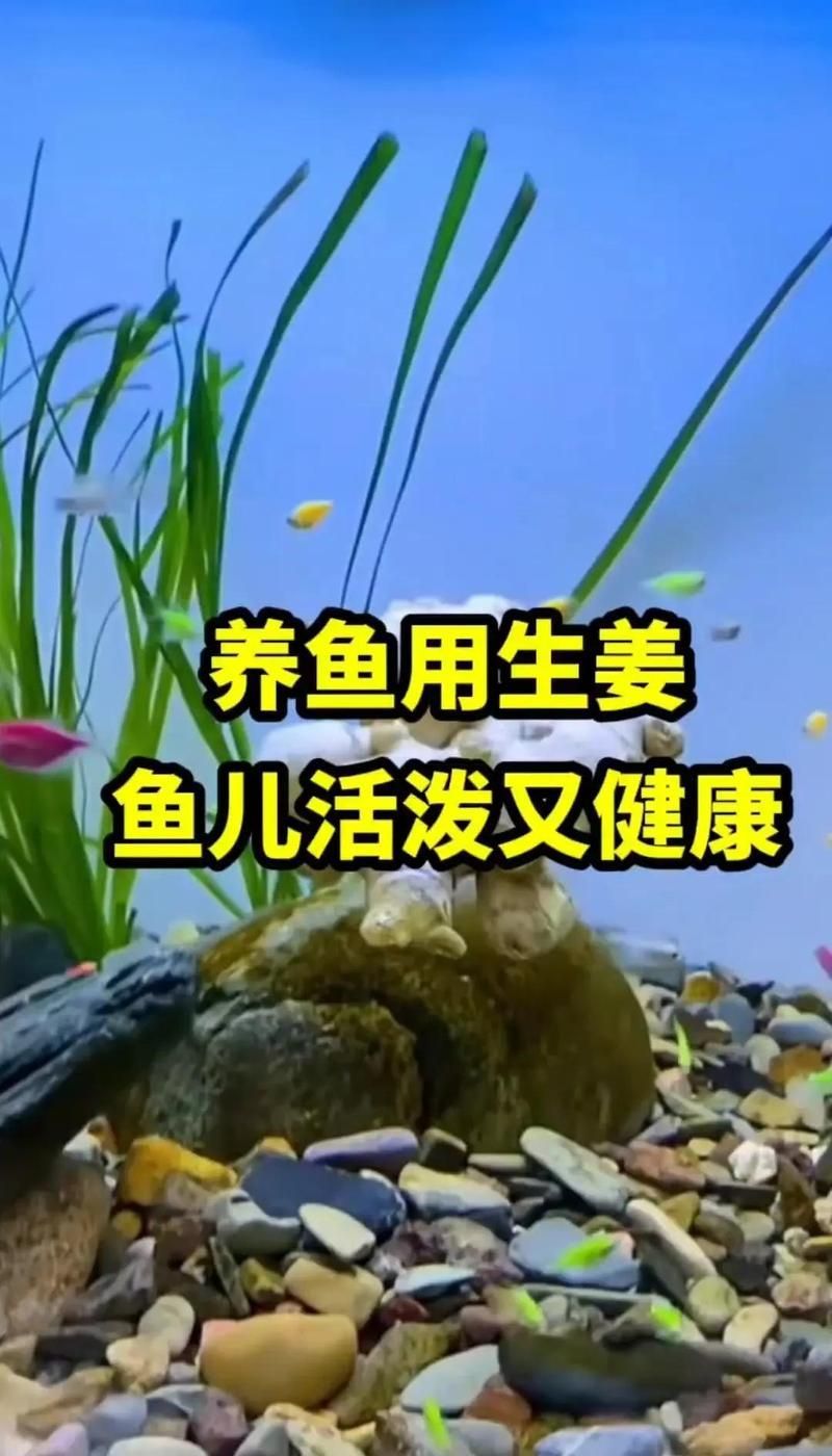 詳細閱讀:有哪些天然方法預防魚病,如何預防魚類疾病 有哪些天然方法預防魚病,如何預防魚類疾病