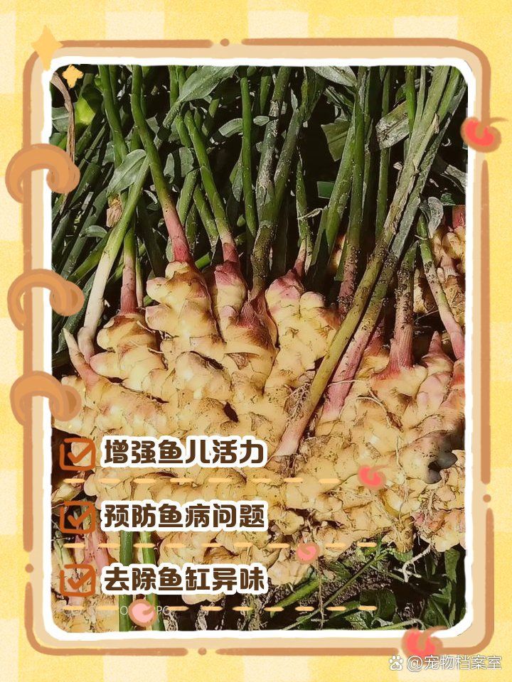 有哪些天然方法預防魚病，如何預防魚類疾病 有哪些天然方法預防魚病，如何預防魚類疾病 龍魚百科 第2張