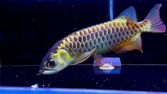 能否提供古典金龍珠鱗的圖片，古典金龍魚珠鱗全亮標準是什么古典金龍魚珠鱗全亮的標準是什么 能否提供古典金龍珠鱗的圖片，古典金龍魚珠鱗全亮標準是什么古典金龍魚珠鱗全亮的標準是什么 龍魚百科 第8張