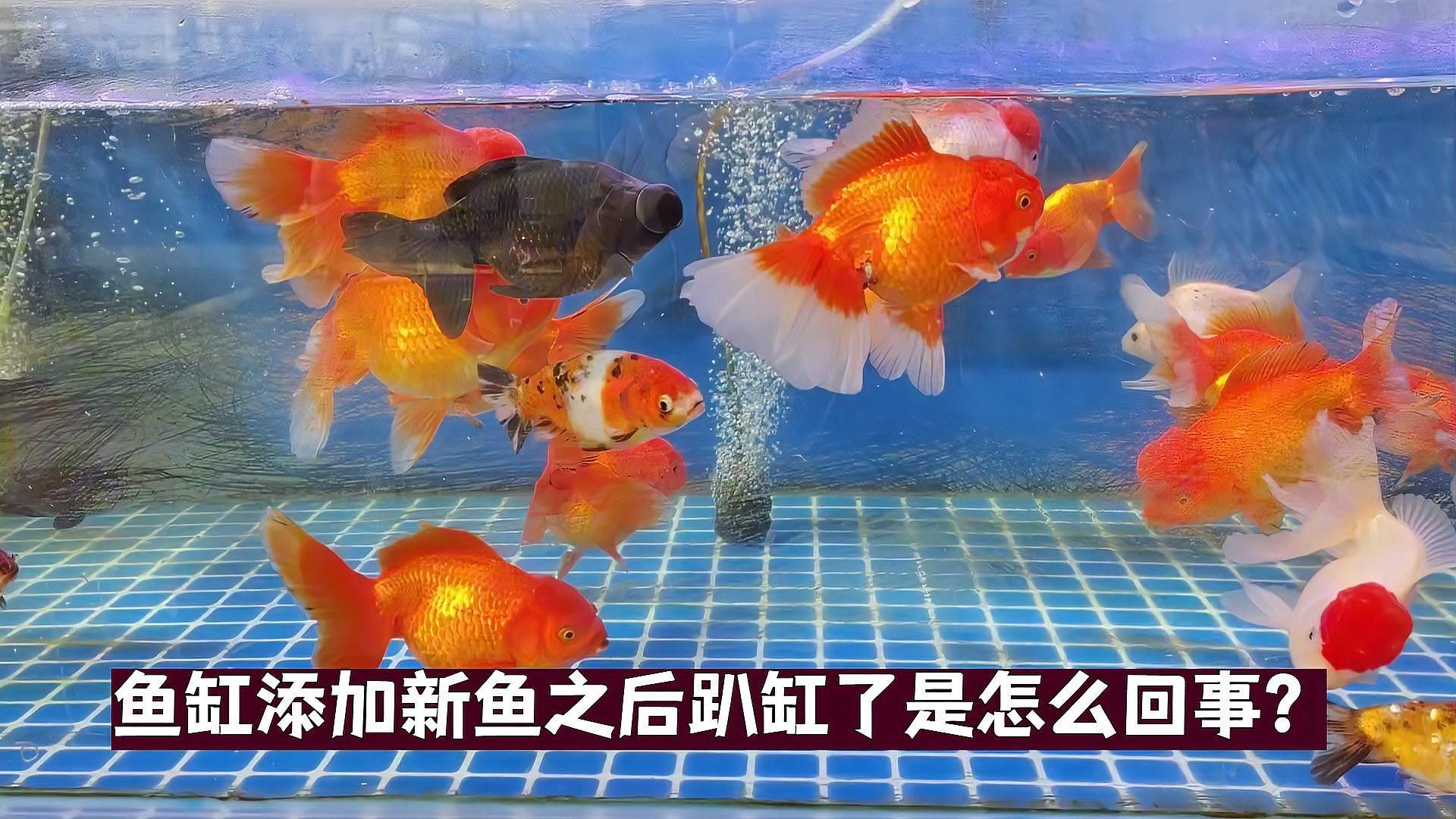 魚兒趴缸需要多久恢復(fù)，新魚入缸趴缸什么原因引起的