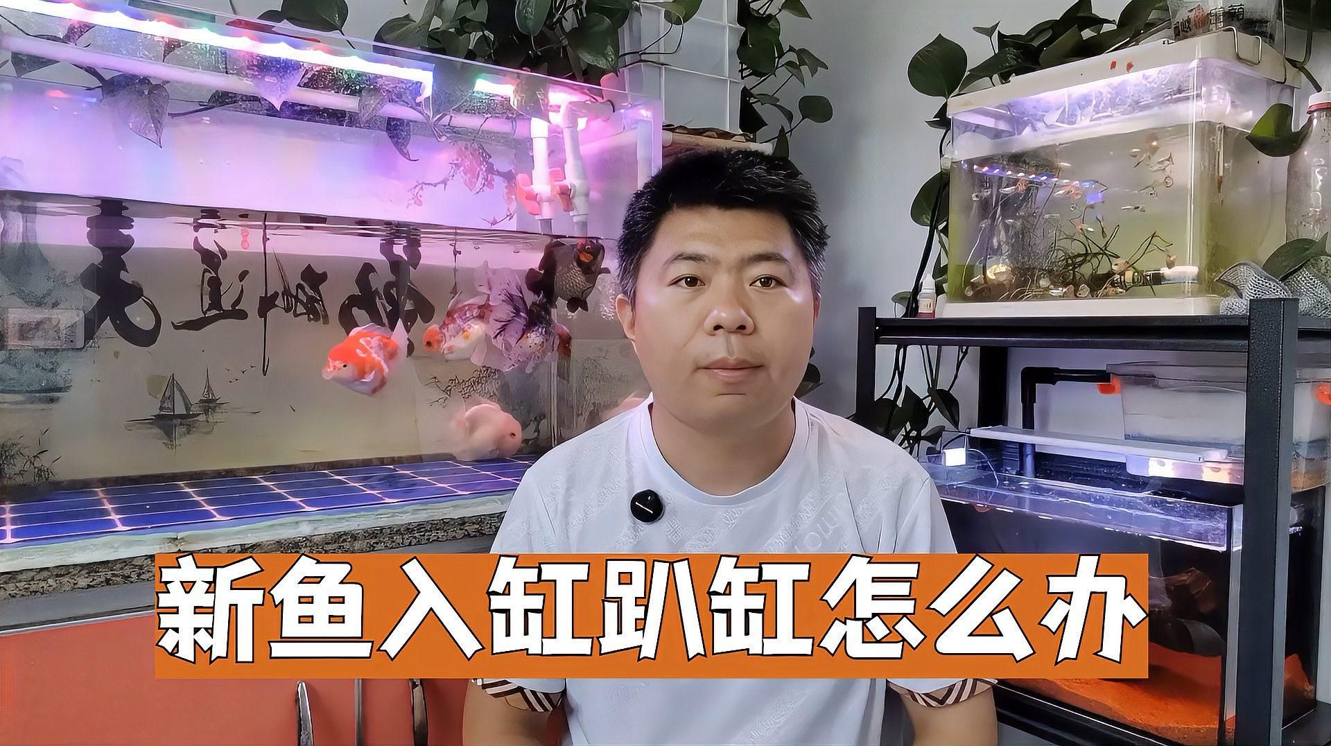 魚兒趴缸需要多久恢復(fù)，新魚入缸趴缸什么原因引起的