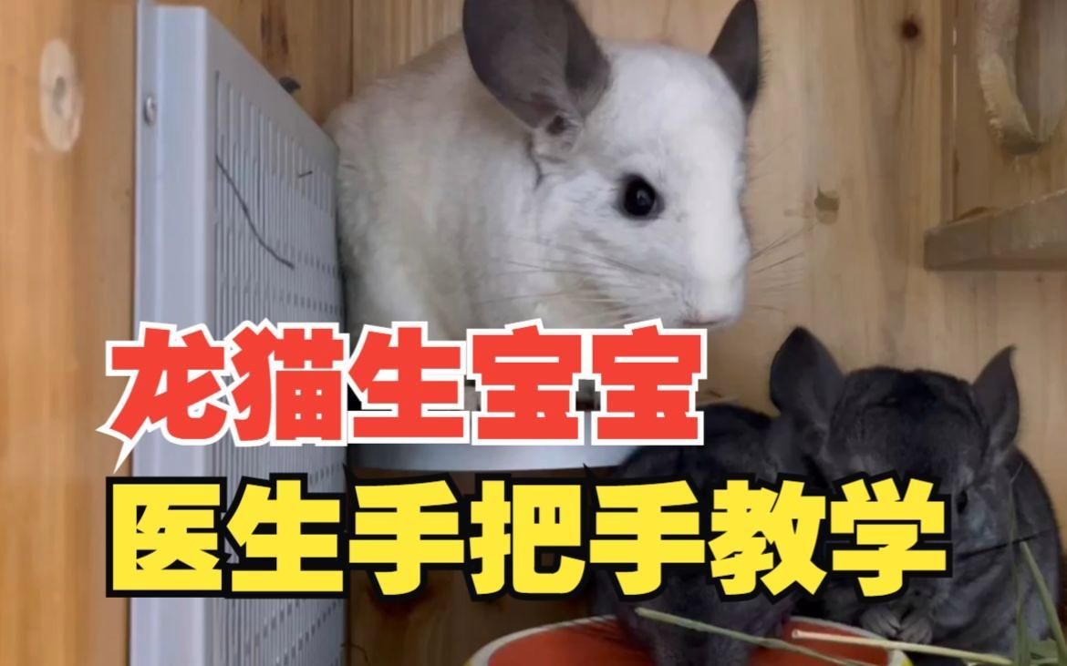 龍貓幼崽出生后如何護(hù)理，龍貓幼崽出生后如何護(hù)理，