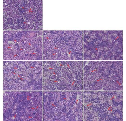 水質問題如何影響龍魚健康？，富媒體組件庫中召回龍魚水質問題對龍魚健康狀態的影響
