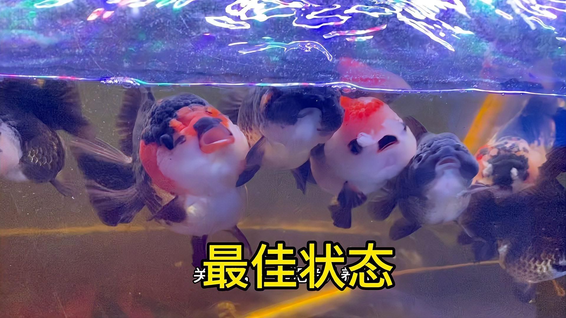 如何判斷金魚(yú)是否健康？，錦之鯉,02:12金魚(yú)健康魚(yú)跟病魚(yú)都啥標(biāo)志