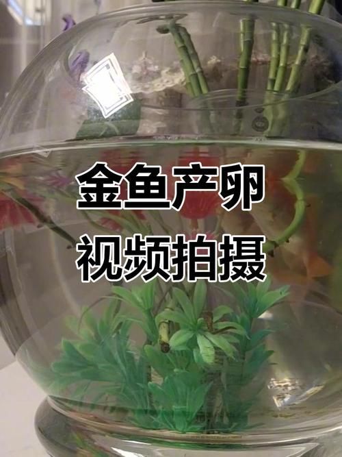 金龍魚發(fā)情期有哪些表現(xiàn)？，金龍魚發(fā)情期的行為表現(xiàn)具有鮮明的生理與社交行為