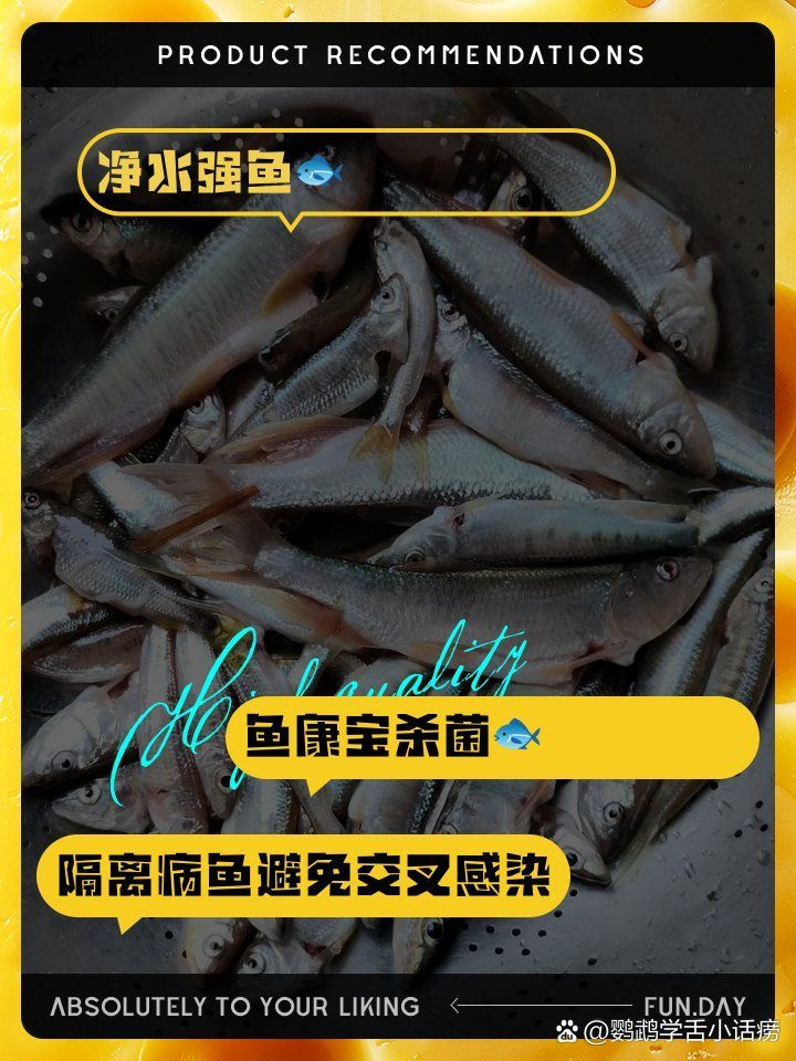 龍魚(yú)爛鰭如何治療，龍魚(yú)爛鰭如何治療龍魚(yú)爛尾爛鰭的有效治療方法