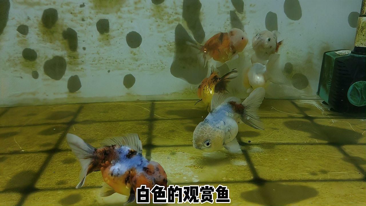 魚身上有血絲會自己好嗎，養魚老道，如何判斷龍魚是否完全恢復