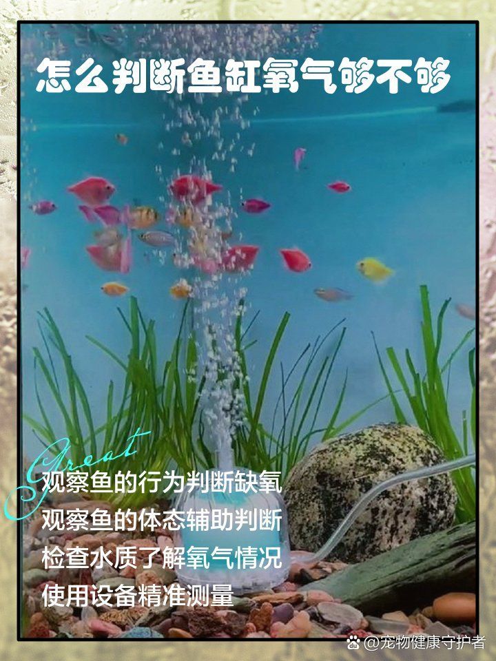 如何判斷龍魚是否缺氧或應激？，如何判斷觀賞魚是否缺氧或應激