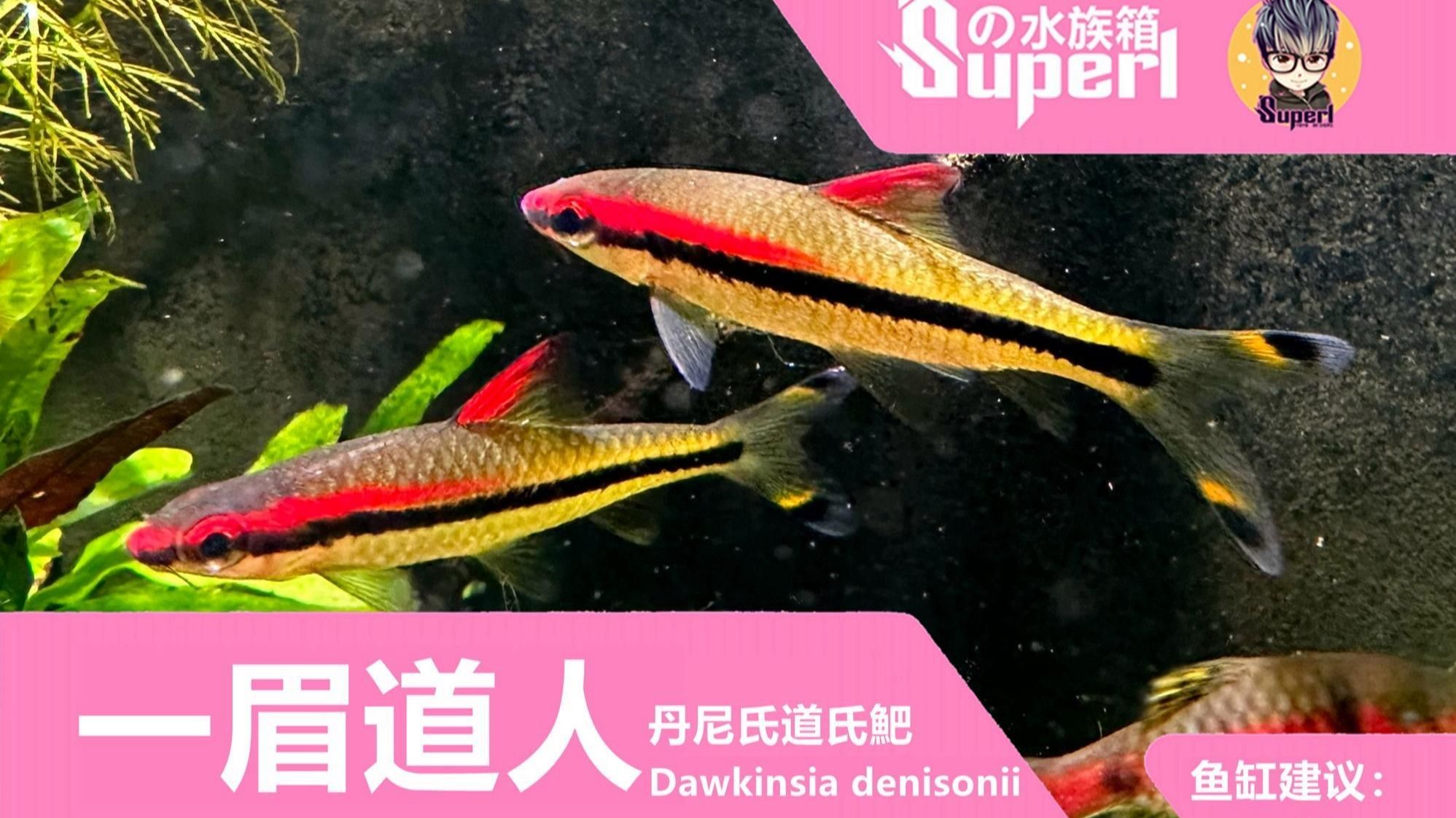 一眉道人魚適合什么水溫？