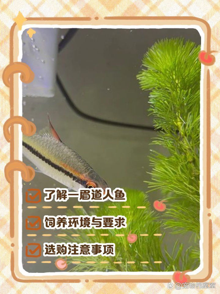 一眉道人魚適合什么水溫？