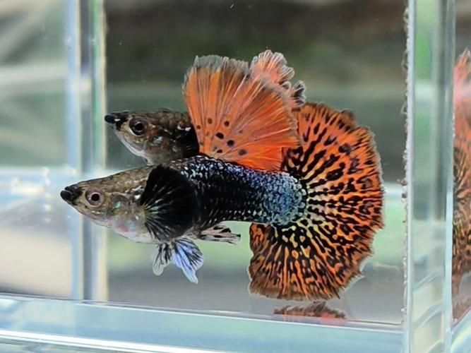 胭脂孔雀龍魚有哪些獨特習性？，胭脂孔雀龍魚的生物學分類