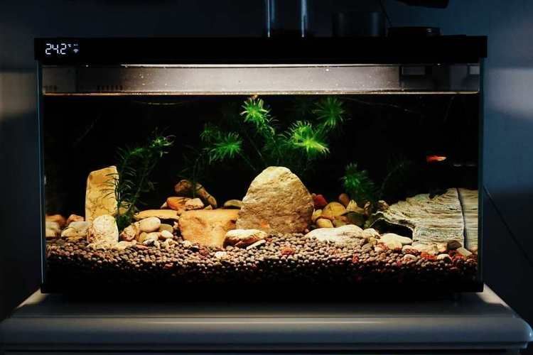 推薦一些適合放在客廳的魚缸款式，客廳魚缸款式推薦，適合放在客廳的魚缸款式推薦 推薦一些適合放在客廳的魚缸款式，客廳魚缸款式推薦，適合放在客廳的魚缸款式推薦 龍魚百科 第11張
