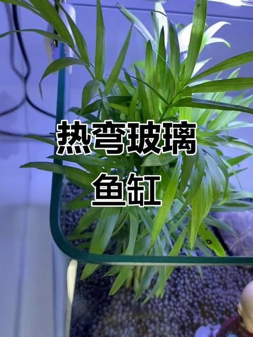 推薦一些適合放在客廳的魚缸款式，客廳魚缸款式推薦，適合放在客廳的魚缸款式推薦 推薦一些適合放在客廳的魚缸款式，客廳魚缸款式推薦，適合放在客廳的魚缸款式推薦 龍魚百科 第20張