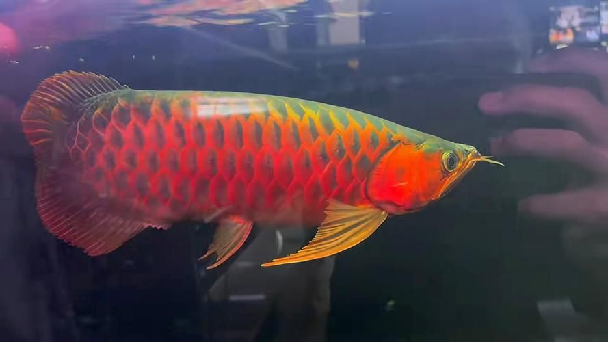 有哪些稀有的龍魚(yú)品種？，全球公認(rèn)的稀有的龍魚(yú)品種 有哪些稀有的龍魚(yú)品種？，全球公認(rèn)的稀有的龍魚(yú)品種 龍魚(yú)百科 第14張