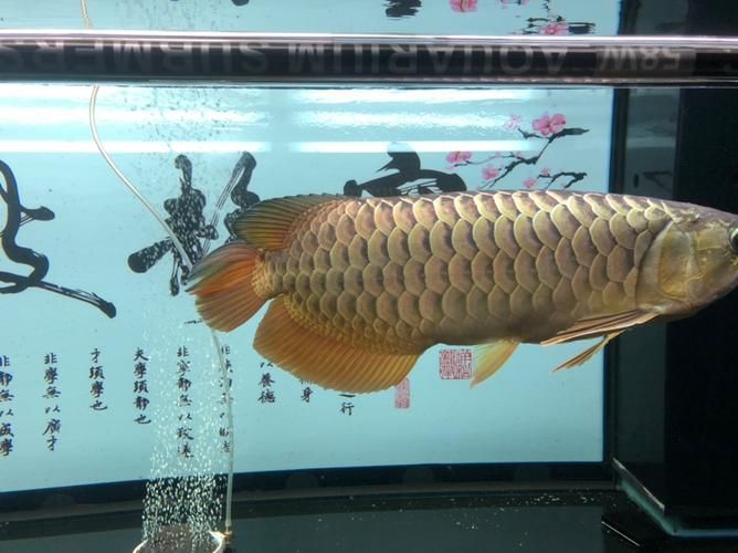 金龍魚燈光最佳擺放位置,金龍魚燈光的擺放位置對于其生長和健康至關重要 龍魚百科 第10張 金龍魚燈光最佳擺放位置,金龍魚燈光的擺放位置對于其生長和健康至關重要 金龍魚燈光最佳擺放位置,金龍魚燈光的擺放位置對于其生長和健康至關重要 龍魚百科 第10張