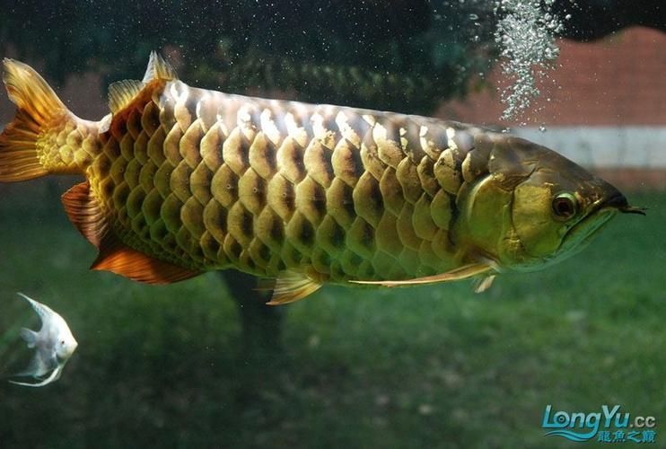 金龍魚燈光最佳擺放位置,金龍魚燈光的擺放位置對于其生長和健康至關重要 龍魚百科 第6張 金龍魚燈光最佳擺放位置,金龍魚燈光的擺放位置對于其生長和健康至關重要 金龍魚燈光最佳擺放位置,金龍魚燈光的擺放位置對于其生長和健康至關重要 龍魚百科 第6張