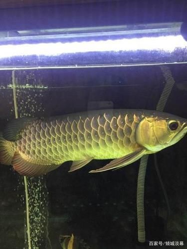 金龍魚燈光最佳擺放位置,金龍魚燈光的擺放位置對于其生長和健康至關重要 龍魚百科 第12張 金龍魚燈光最佳擺放位置,金龍魚燈光的擺放位置對于其生長和健康至關重要 金龍魚燈光最佳擺放位置,金龍魚燈光的擺放位置對于其生長和健康至關重要 龍魚百科 第12張